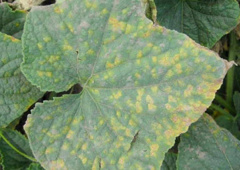 Cucumber downy mildew